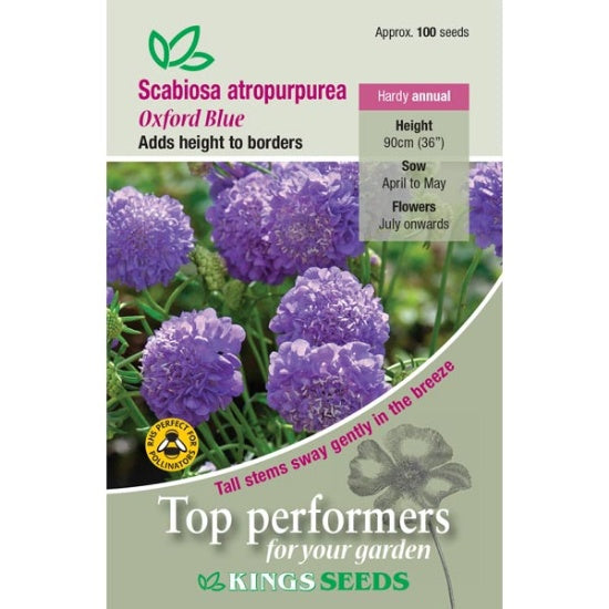 Kings Seeds Scabiosa Atropurpurea, Oxford Blue (PM F )