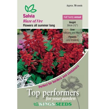 Kings Seeds Salvia, Blaze of Fire (PM D )