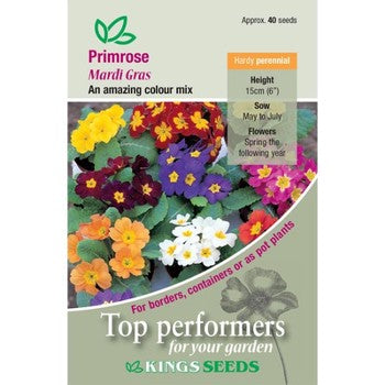 Kings Seeds Primrose, Mardi Gras (PM F)