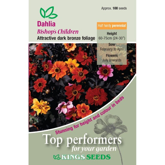 Kings Seeds Dahlia, Bishop's Children (PM F)