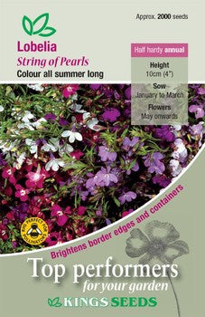 Kings Seeds Lobelia, String of Pearls (PM - C )