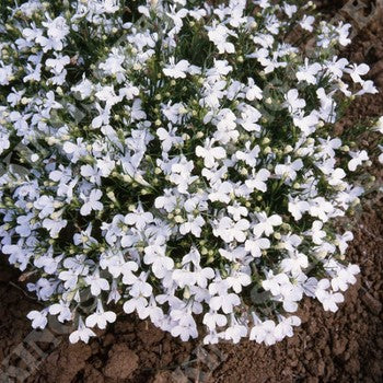 Kings Seeds Lobelia, Riviera White (PM C)