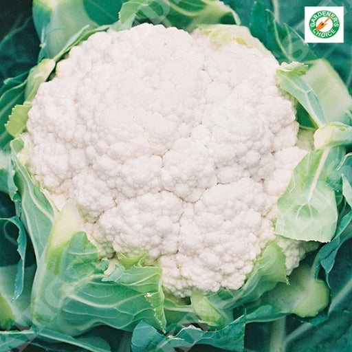 Kings Seeds Cauliflower, Barcelona F1 (PM F)