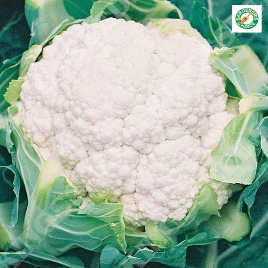 Kings Seeds Cauliflower, Barcelona F1 (PM F)