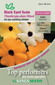 Kings Seeds Black Eyed Suzie, Thunbergia Alata Mixed (PM D )