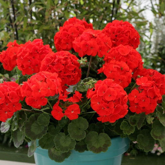 Kings Seeds Geranium, Landscaper Red F1 (PM - H )
