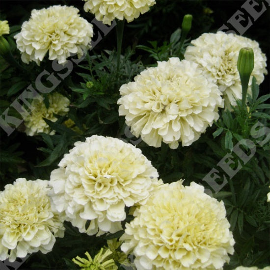Kings Seeds Marigold African, Buttercream F1 (PM F)