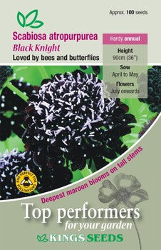 Kings Seeds Scabiosa atropurpurea, Black Knight (PM F)