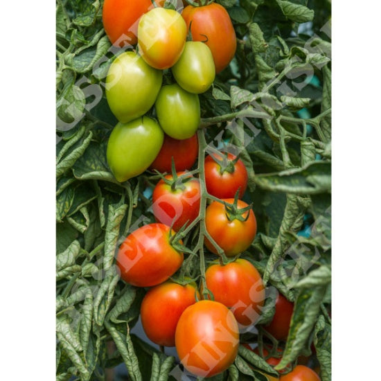 Kings Seeds Tomato, Sahel F1 (PM H )
