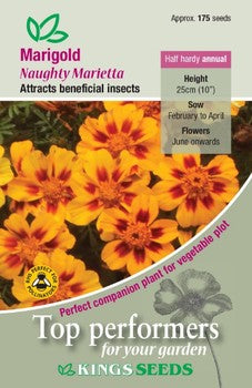 Kings Seeds Marigold, Naughty Marietta (PM C)