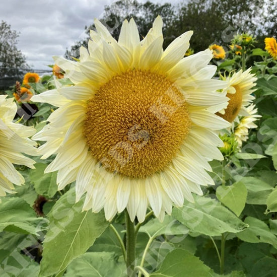 Kings Seeds Sunflower Pro Cut White Lite F1 (PM F )