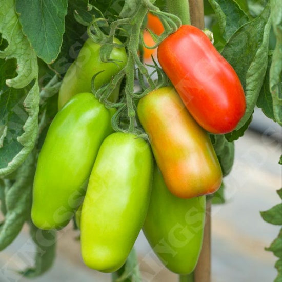 Kings Seeds Tomato, Vesuvius F1 (PM F )