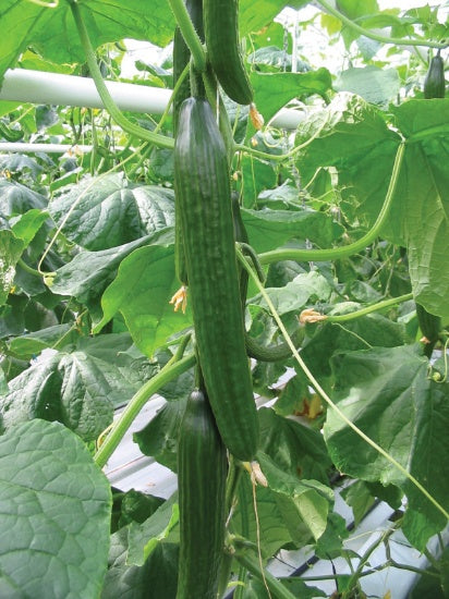 Kings Seeds Cucumber, Carmen F1 (PM  G )