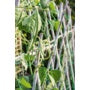 Ambassador Pea & Bean Net 4 x 2m