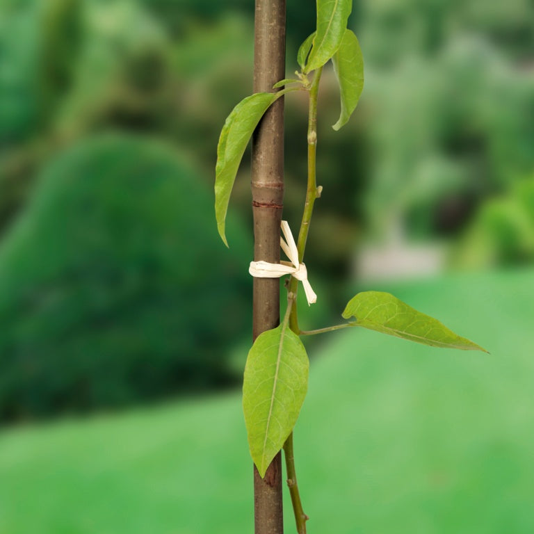 Ambassador Bamboo Canes 5' Pack 10