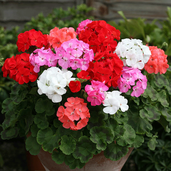 Kings Seed Geranium Cabaret Mixed F2 Hybrid (PM - D )