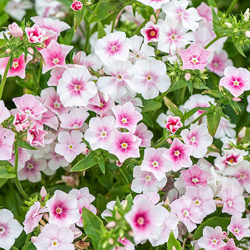 Phlox drummondii, Blushing Bride