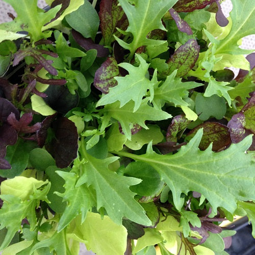 Mixed Spicy Leaf