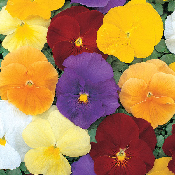 Pansy, Clear Crystals Mixed