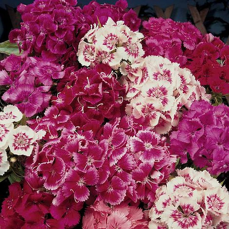 Kings Seeds Sweet Willian , Auricula Eyed Mixed