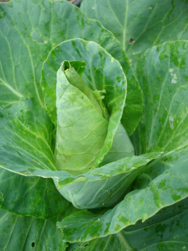 Kings Seeds Cabbage, Caraflex F1