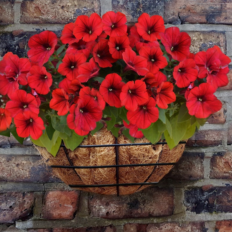 Ambassador Wire Wall Basket 16"