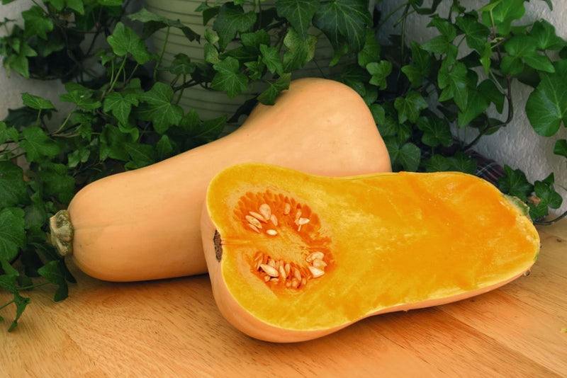 Butternut Squash Hunter F1