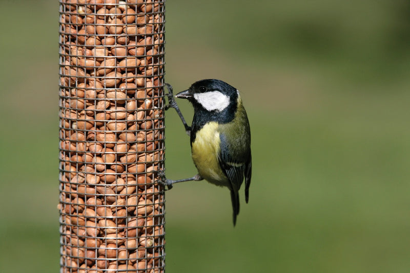 Rspb Peanuts 1.8kg