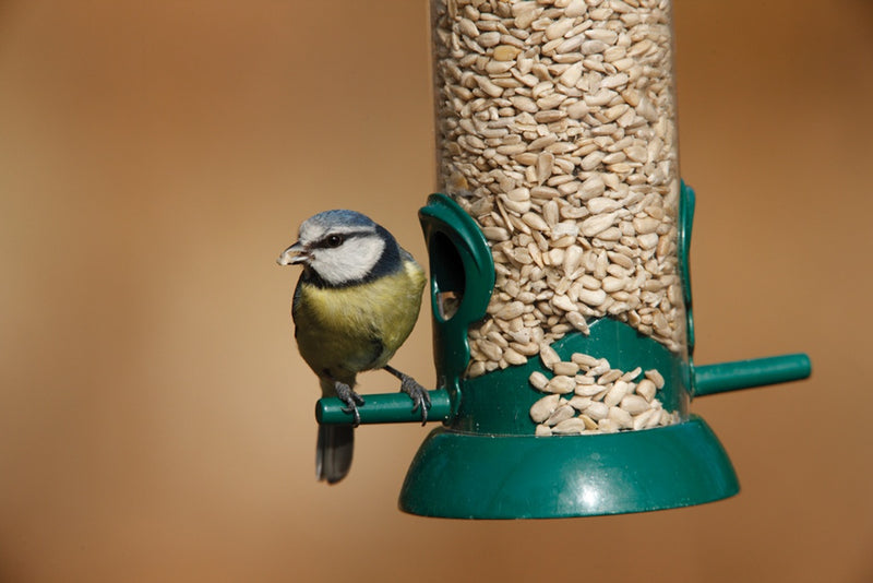 Rspb Sunflower Hearts 900g