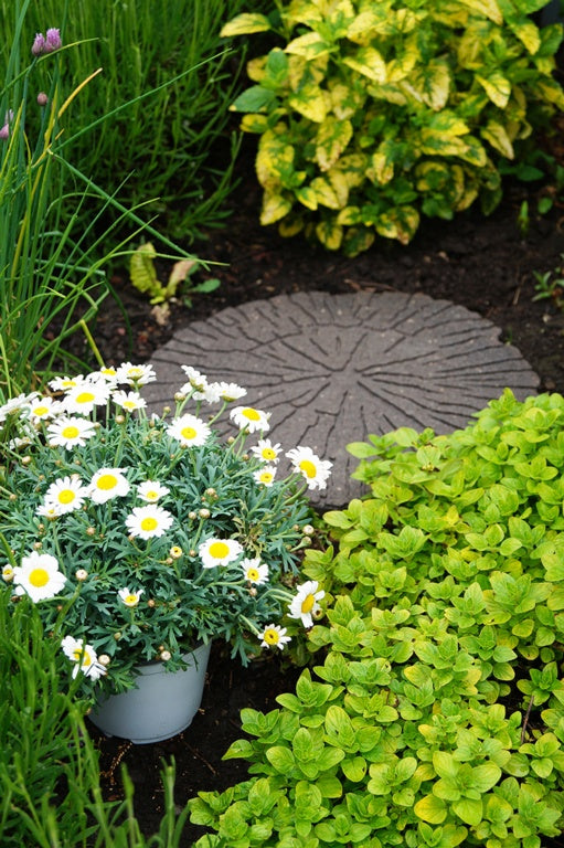 Primeur Stepping Stone Cracked Log Earth 2x45x45cm