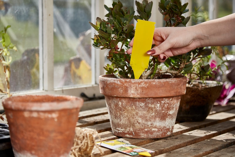 Zero In Pot Plant Bug Traps 5 Pack