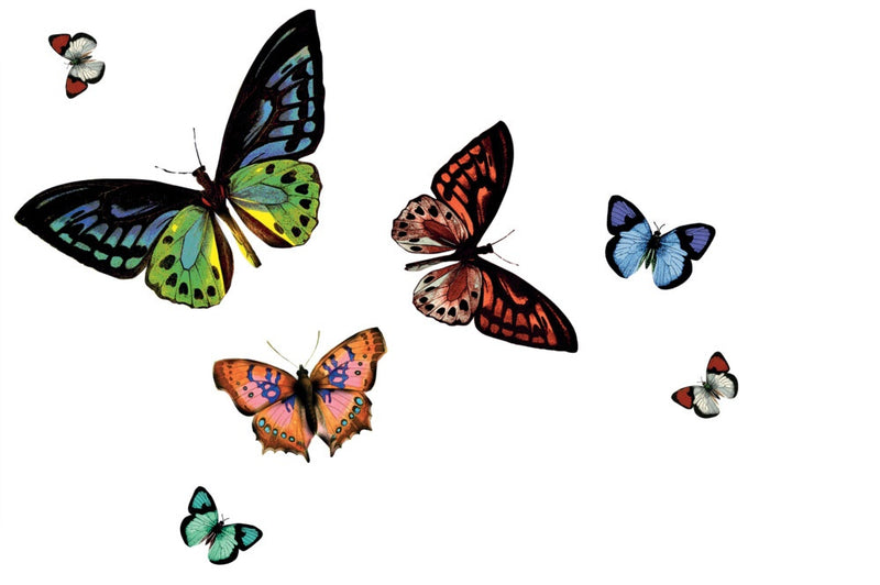 d-c-fix® Rio Placemat - Butterfly Transparent Pack 12
