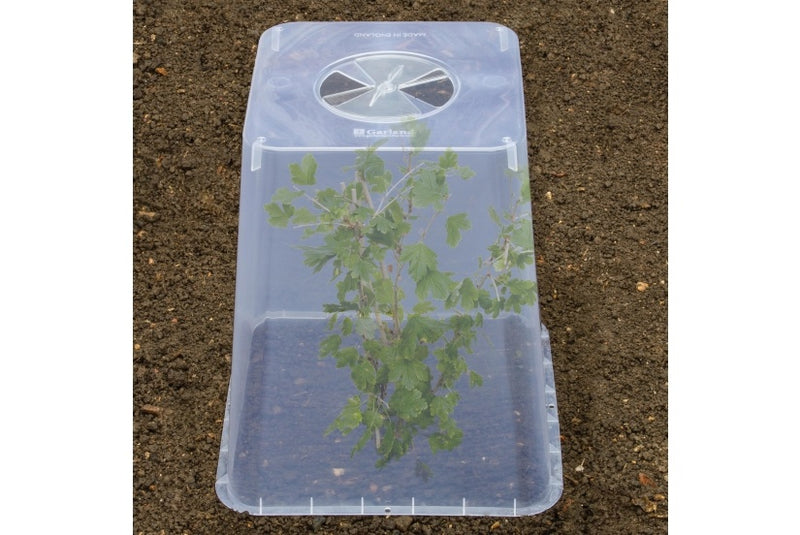 Garland Square Cloche Cover 32cm