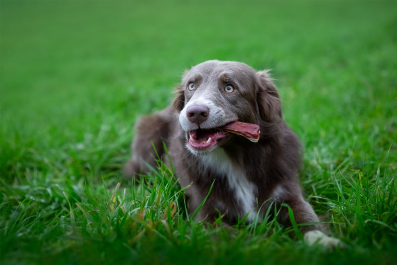 ROSEWOOD Chewy Bones With Duck Medium