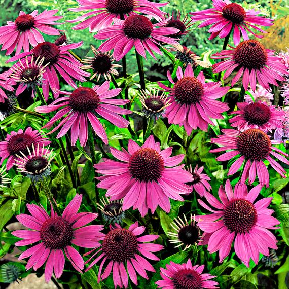 Echinacea, Purple Coneflower
