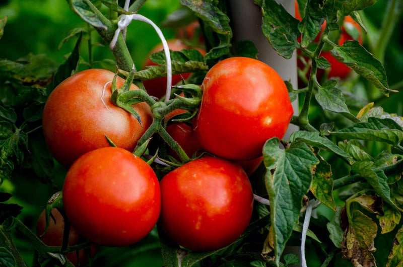 Tomato Alicante Seeds