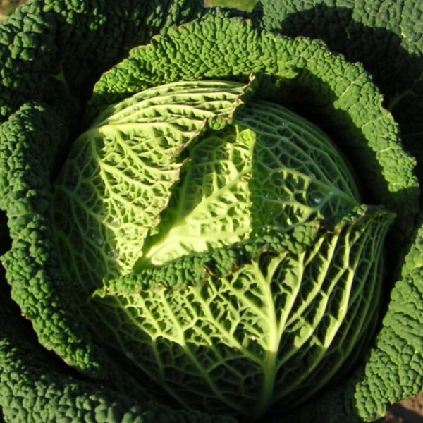 Kings Seeds Cabbage, Resolution F1