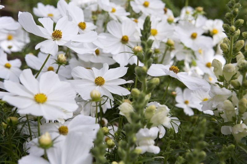 Cosmos, Purity