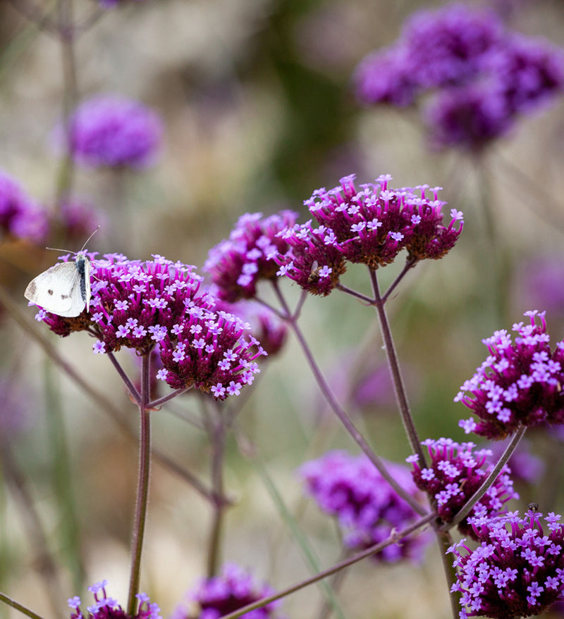 Kings Seeds, Verbena, bonariensis