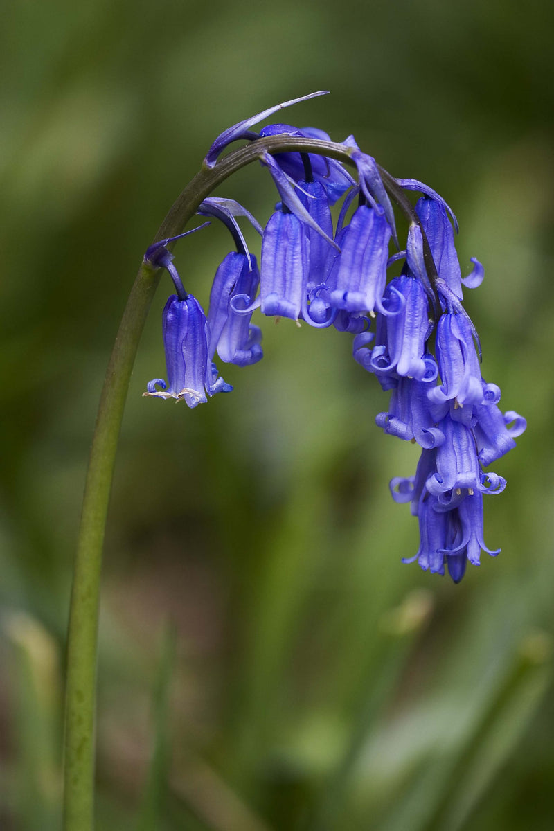 Kings Seeds, Wild Flower, English Bluebell