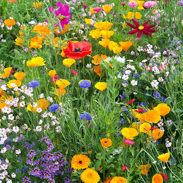Kings Seed H ardy Annual Bee Mixed (PM - D )