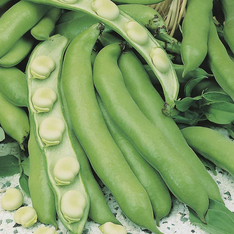 Broad Bean Seeds The Sutton (Dwarf)