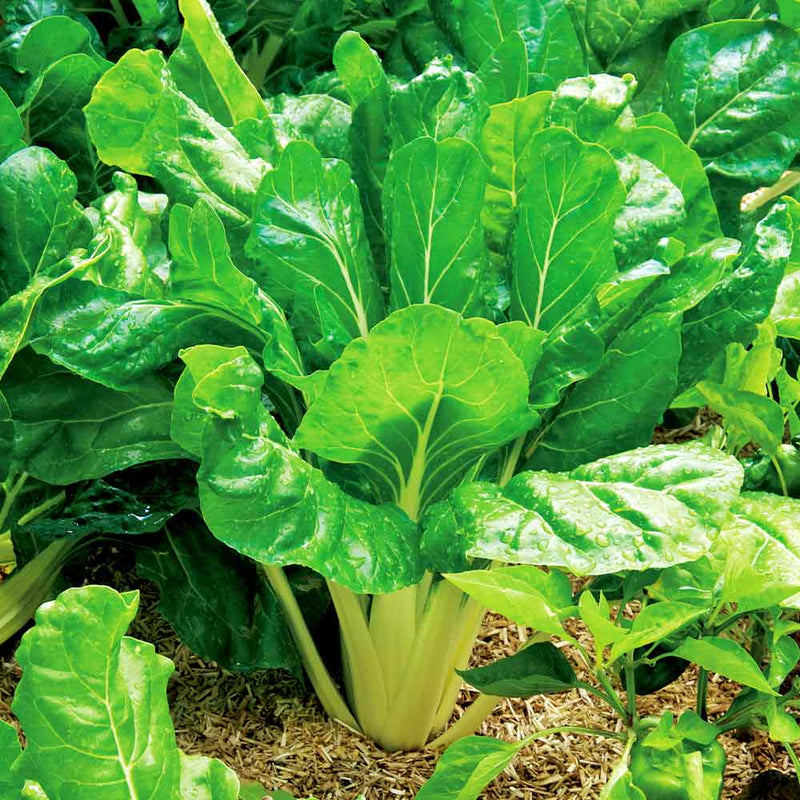 Kings Seeds Leaf Beet Perpetual Spinach