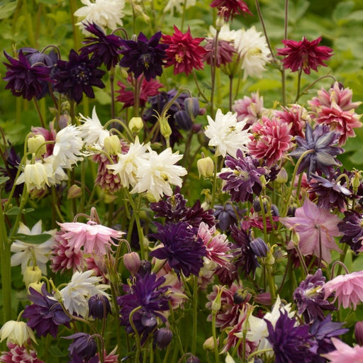 Aquilegia, Barlow Mixed