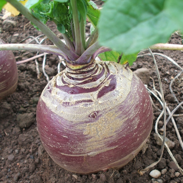 Swede Marian