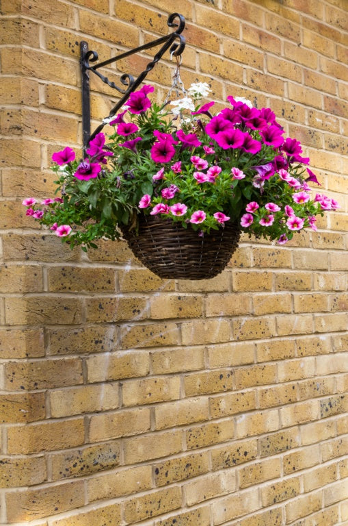 Ambassador Willow Hanging Basket 12"