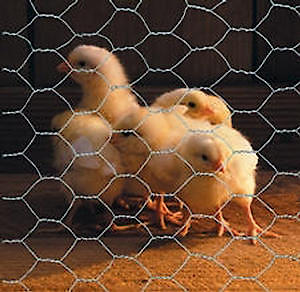 Apollo Galvanised Wire Netting 10m x 900mm - 50mm Mesh