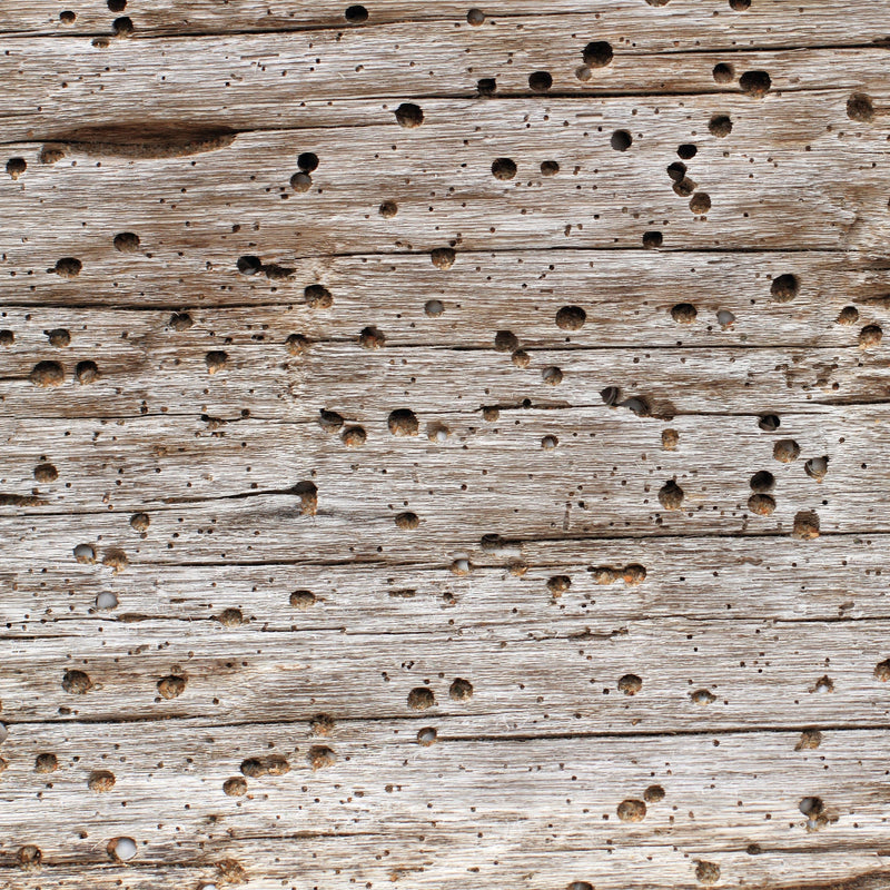 Bond It 3 in 1 Wood Treatment