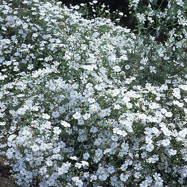 Kings Seed Gypsophila Covent Garden (PM - C )