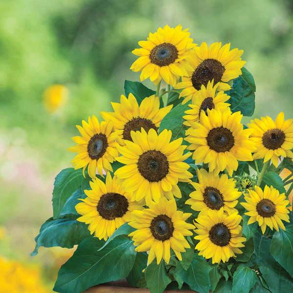 Kings Seed Sunflower Bambino Sunflower